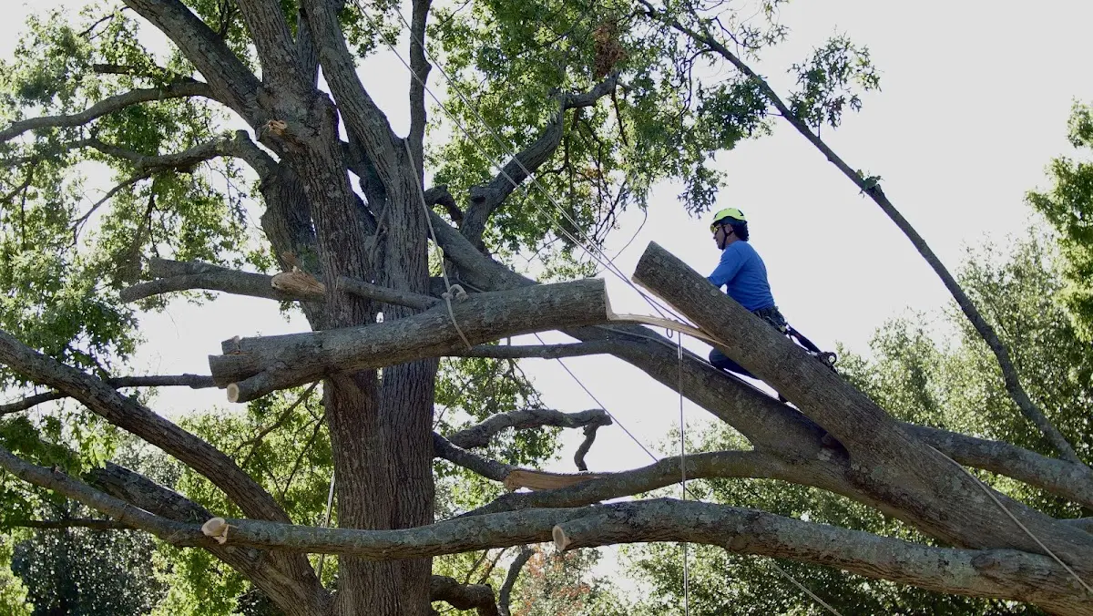 Professional Crown Thinning performed by certified arborists in Sunapee
